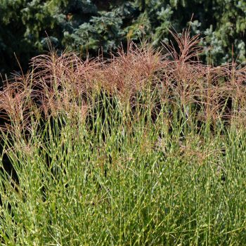 Molnárpántlika - Miscanthus sinensis 