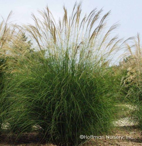 Molnárpántlika - Miscanthus sinensis 