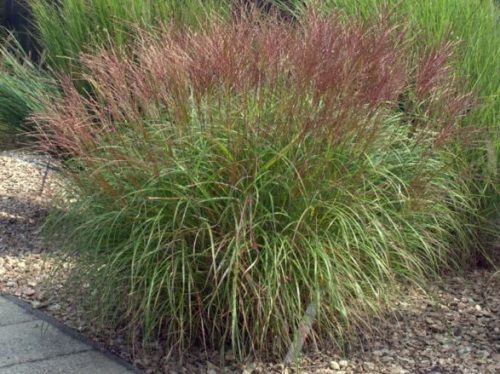 Kínai virágosnád - Miscanthus sinensis 'Kleine Silberspinne'