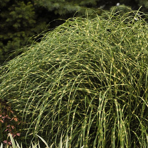 Törpe zebrafű - Miscanthus sinensis 'Little Zebra' ®