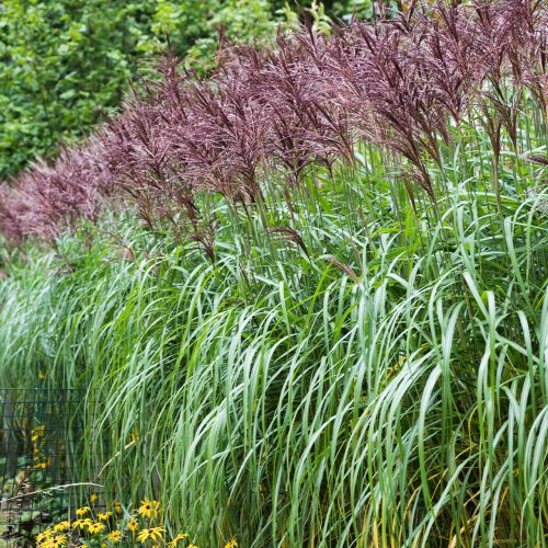 Kínai virágosnád - Miscanthus sinensis 'Malepartus'