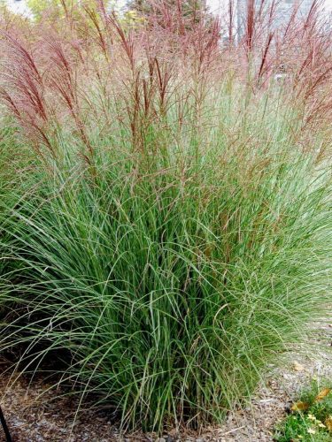 Fehértarka lombú kínai virágosnád - Miscanthus sinensis 'Morning Light'