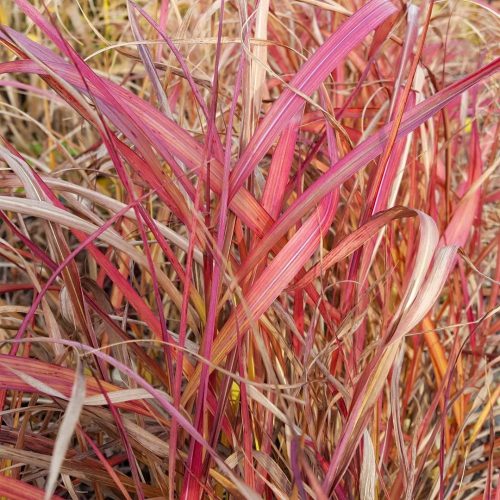 Molnárpántlika - Miscanthus sinensis 'Navajo'