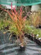 Molnárpántlika - Miscanthus sinensis 'Navajo'