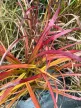Molnárpántlika - Miscanthus sinensis 'Navajo'