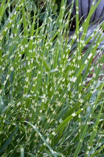 Kínai virágosnád - Miscanthus sinensis 'Strictus Dwarf'