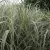Kínai virágosnád - Miscanthus sinensis 'Variegatus'