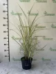 Kínai virágosnád - Miscanthus sinensis 'Variegatus'