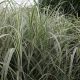 Kínai virágosnád - Miscanthus sinensis 'Variegatus'