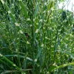 Csíkos zebrafű - Miscanthus sinensis 