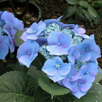   Kerti hortenzia - Hydrangea macrophylla 'Blaumeise'