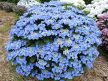 Kerti hortenzia - Hydrangea macrophylla 'Blaumeise'