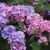 Kerti hortenzia - Hydrangea macrophylla 'Bouquet Rose' 