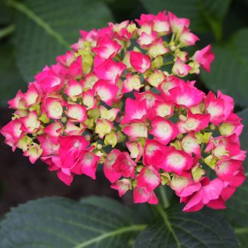   Kerti hortenzia - Hydrangea macrophylla 'Leuchtfeuer'