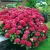 Kerti hortenzia - Hydrangea macrophylla 'Red Baron' 