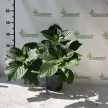 Kerti hortenzia - Hydrangea macrophylla 'Red Baron' 