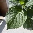 Kerti hortenzia - Hydrangea macrophylla 'Red Baron' 
