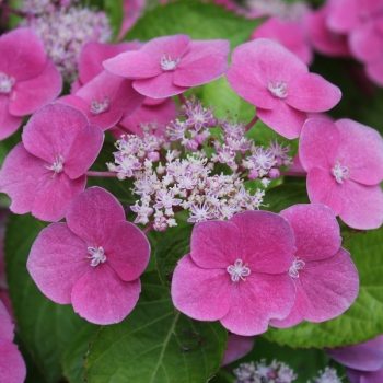   Kerti hortenzia - Hydrangea macrophylla 'Zaunkönig' 