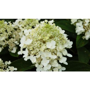   Bugás hortenzia - Hydrangea paniculata 'Baby Lace'