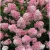 Bugás hortenzia - Hydrangea paniculata 'Confetti'