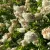 Bugás hortenzia - Hydrangea paniculata 'Grandiflora' 