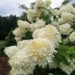 Bugás hortenzia - Hydrangea paniculata 'Grandiflora' 