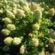 Bugás hortenzia - Hydrangea paniculata 'Limelight'