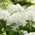 Óriás bugás hortenzia - Hydrangea paniculata 'Phantom' 