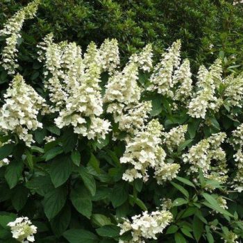Bugás hortenzia - Hydrangea paniculata 'Tardiva' 