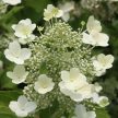 Bugás hortenzia - Hydrangea paniculata 'Tardiva' 