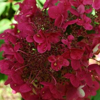   Bugás hortenzia - Hydrangea paniculata 'Wim's Red' 