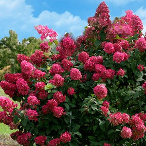 Bugás hortenzia - Hydrangea paniculata 'Wim's Red' 