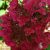 Bugás hortenzia - Hydrangea paniculata 'Wim's Red' 