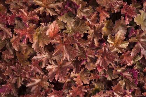 Tűzeső - Heuchera 'Chocolate Raffles'