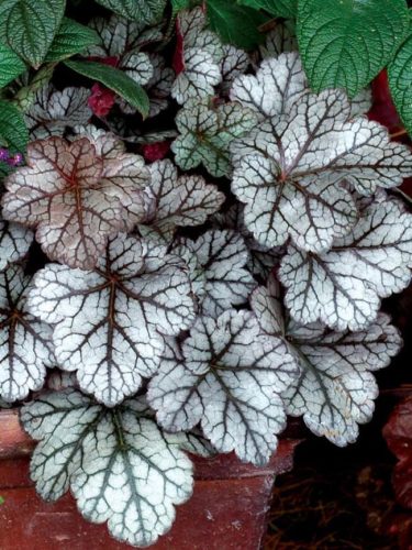 Tűzeső - Heuchera hybrida 'Glitter'