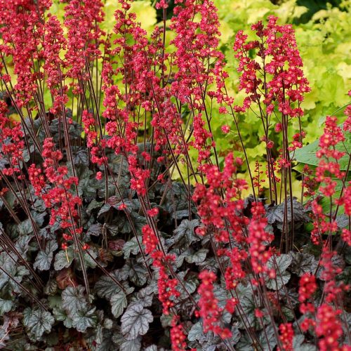 Tűzeső - Heuchera 'Hollywood'