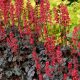 Tűzeső - Heuchera 'Hollywood'