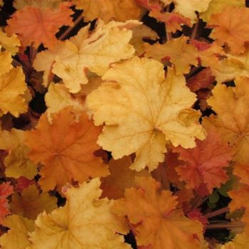 Tűzeső - Heuchera 'Kassandra'