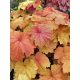 Tűzeső - Heuchera 'Mega Caramel'