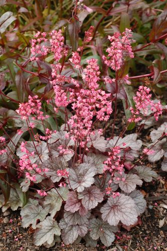 Tűzeső - Heuchera 'Milan'