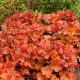 Tűzeső - Heuchera 'Northern Exposure Amber'