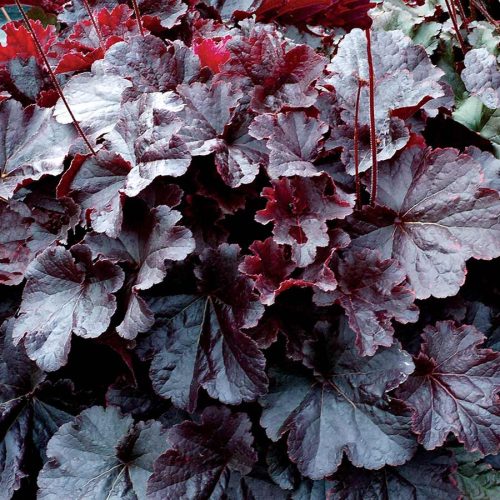 Tűzeső - Heuchera 'Northern Exposure Black'