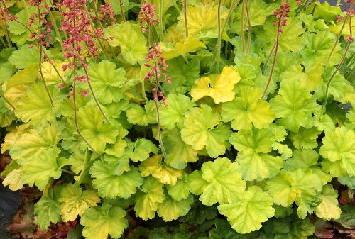 Tűzeső - Heuchera 'Northern Exposure Lime'