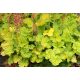 Tűzeső - Heuchera 'Northern Exposure Lime'