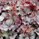 Tűzeső - Heuchera 'Northern Exposure Silver'