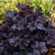 Tűzeső - Heuchera 'Obsidian'