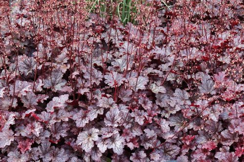 Tűzeső - Heuchera 'Plum Pudding'