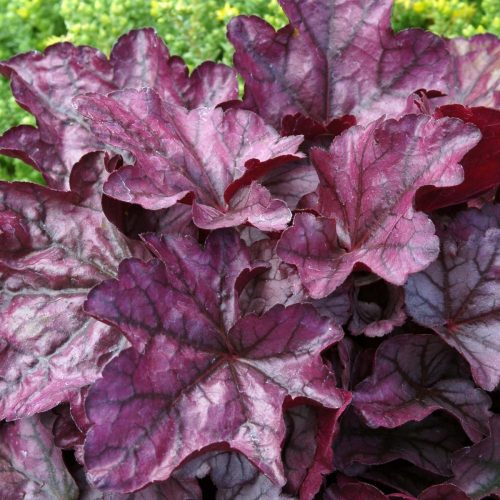 Tűzeső - Heuchera 'Plum Royal'