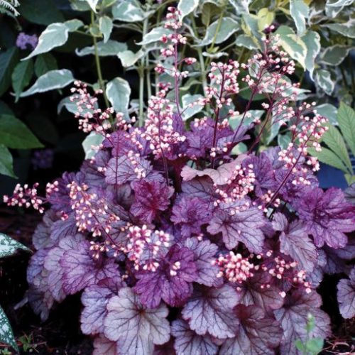 Tűzeső - Heuchera 'Sanghai'