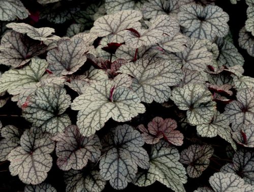 Tűzeső - Heuchera 'Silver Scrolls'